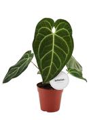Anthurium regale 12cm Pot image
