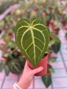 Anthurium magnificum 12cm Pot image