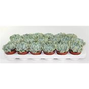 Echeveria 'Crispes' 8.5cm Pot