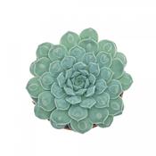 Echeveria 'Heart Signal' 10.5cm Pot image