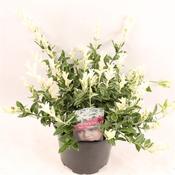 Euonymus fortunei 'Harlequin' 17cm Pot