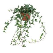 Hedera helix 'Shamrock' in 13cm Pot, 70cm Trails image