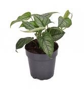 Monstera siltepecana in 12cm Pot image