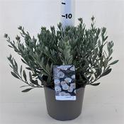 Convolvulus cneorum (Silverbush) 3 Litre Pot image