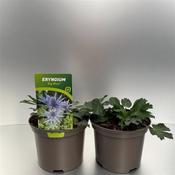 Eryngium x zabelii 'Big Blue' (Sea Holly) 2 Litre Pot