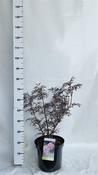 Sambucus nigra 'Black Lace' 10 Litre Pot