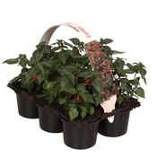 Cuphea ignea (Cigar Plant) Mix in 6 Pack (9cm Pots) image