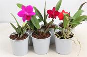 Cattleya Orchid Mix 12cm Pot image