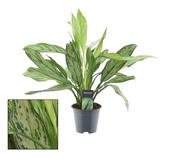 Aglaonema 'Silver Queen' (Chinese Evergreen) 12cm-14cm Pot image