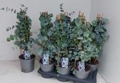 Eucalyptus pulverulenta 'Baby Blue' 2L Pot image