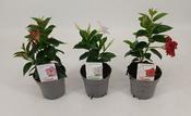 Mandevilla 'Rio' Mix 10.5cm Pot image
