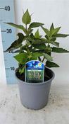 Agastache 'Blue Fortune' (Giant Hyssop) 2L Pot image