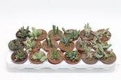 Stapelia Mix 8.5cm Pot
