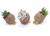 Succulent Mix in 16cm Gold Pine Cone Ceramic Pot