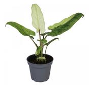 Alocasia lauterbachiana 'Variegata' 6cm Pot image