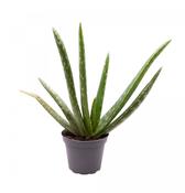 Aloe Vera Plant In 5.5cm/6cm Pot image