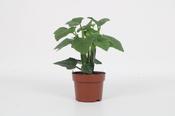 Cissus quadrangularis 12cm Pot image
