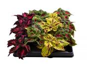 Coleus blumei (Painted Nettle) Mix in 6cm Pot image