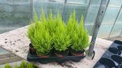 Cupressus macrocarpa 'Wilma' (Monterey Cypress) 10.5cm Pot image