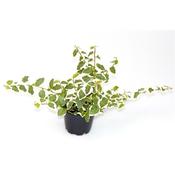 Ficus pumila 'Sunny' (Creeping Fig) 6cm Pot image