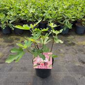 Ficus carica 'Little Miss Figgy' (Fig Tree) 19cm Pot image