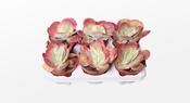 Kalanchoe thyrsiflora variegata (Variegated Paddle Plant) in 13cm Pot image