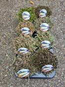 Leptinella squalida (Brass Buttons) Mix 13cm Bowl Pot image