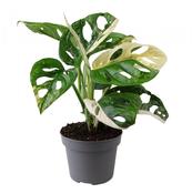 Monstera obliqua 'Monkey Leaf' Variegated in 12cm Pot