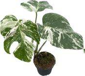 Monstera deliciosa (Swiss Cheese Plant) Variegated in 12cm Pot image
