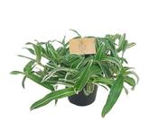 Murdannia loriformis 'Alba Aquilone' 12cm Pot image