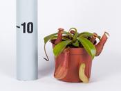 Nepenthes alata in 8.5cm Pot