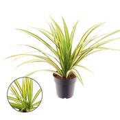 Pandanus baptistii 14cm Pot image
