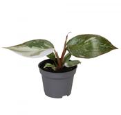 Philodendron 'Red Anderson' 6cm Pot image