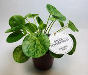 Pilea peperomioides 'Mojito' (Variegated Chinese Money Plant) in 13cm Pot image