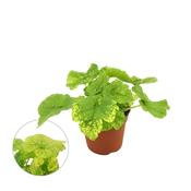 Tolmiea menziesii (Piggyback / Pick-A-Back Plant) 8.5cm Pot image