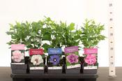 Hibiscus syriacus (Common Hibiscus / Rose of Sharon) Mix 13cm Pot image