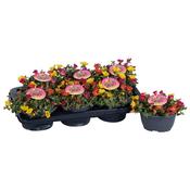 Portulaca 'Nano Carnaval' 17cm Pot