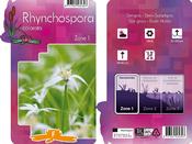Rhynchospora colorata (Starrush Whitetop / Stargrass) 9cm Pot image