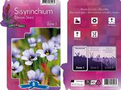 Sisyrinchium angustifolium 'Devon Skies' (Blue-Eyed Grass) 9cm Pot image