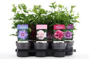 Hibiscus syriacus (Common Hibiscus / Rose of Sharon) Mix 13cm Pot image