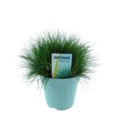 Festuca gautieri 'AmiGreen' 2L Pot