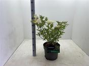 Sambucus nigra 'Golden Spark' 7.5 Litre Pot image