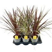 Cordyline australis Mix 17cm Pot image