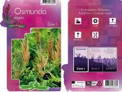 Osmunda regalis (Royal Fern) 9cm Pot image