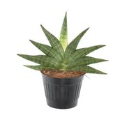 Sansevieria 'Helios' 10.5cm Pot image