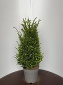 Taxus baccata (Yew) in 29cm Pot, Height 90cm image