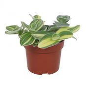 Tradescantia sillamontana 12cm Pot image