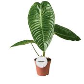 Anthurium veitchii 12cm Pot, Height 45cm