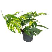 Epipremnum pinnatum 'Cintho Goldfinger' 17cm Pot, Height 30cm