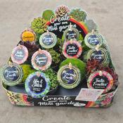 Mini Garden Plant Mix (Alpines &amp;amp; Rockery Plants) in 7cm Pot image